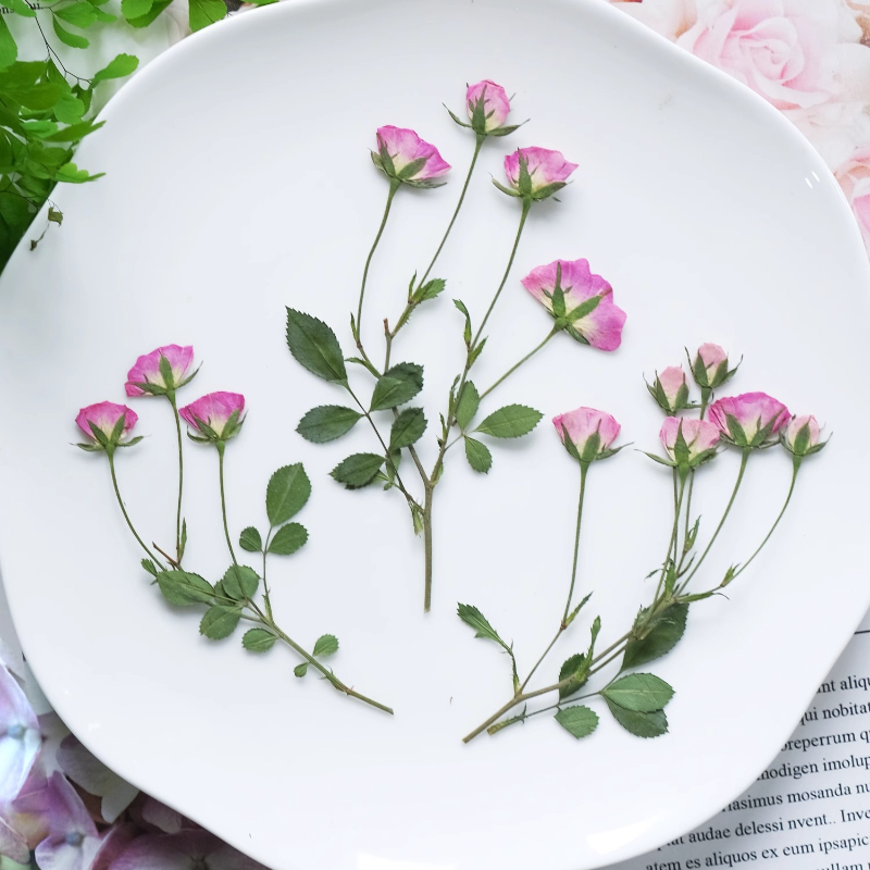 12개, 미니 핑크 장미 압화, 드립 글루 사진 프레임 - Embellishment Crafts 리뷰 및 가격